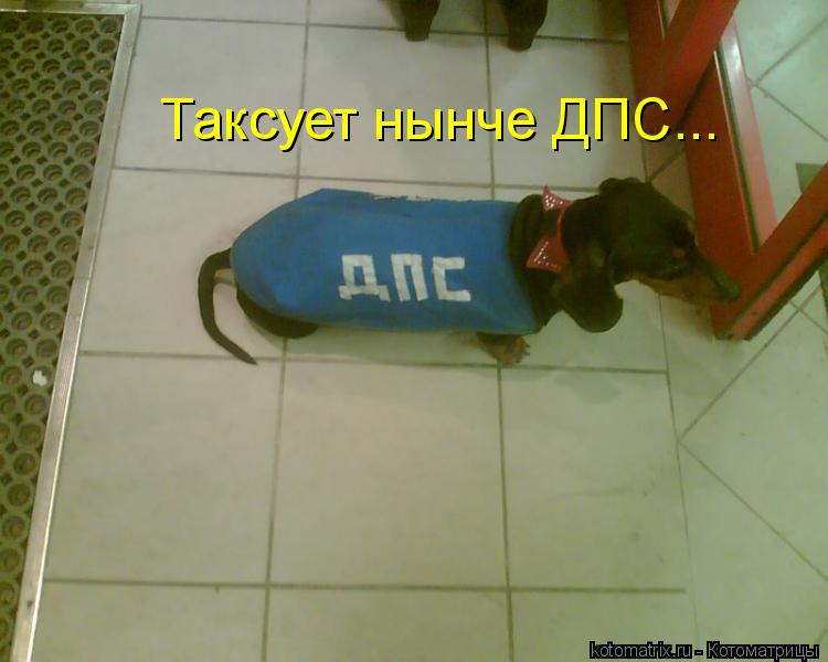 Котоматрица: Таксует нынче ДПС...