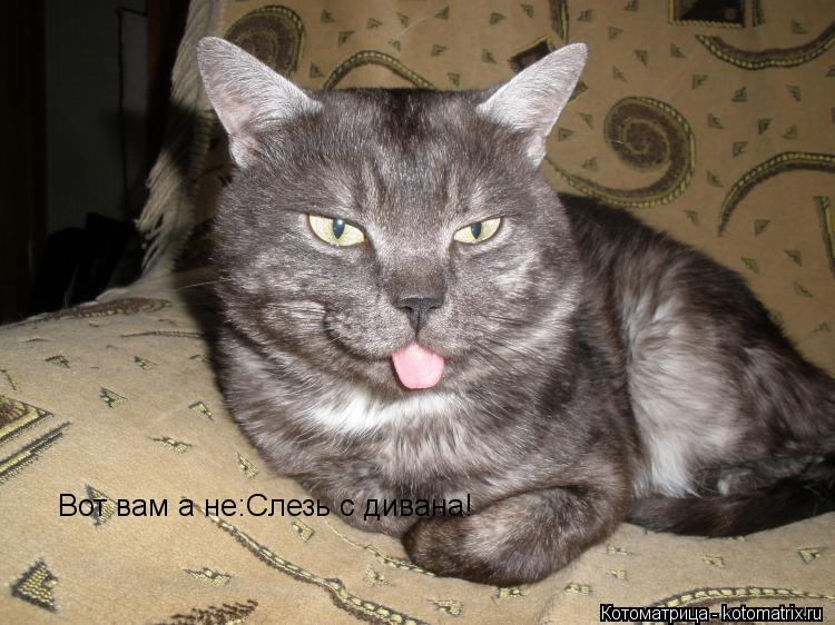 Вот вам а не:Слезь с дивана!... Котоматрица: Вот вам а не:Слезь с дивана!