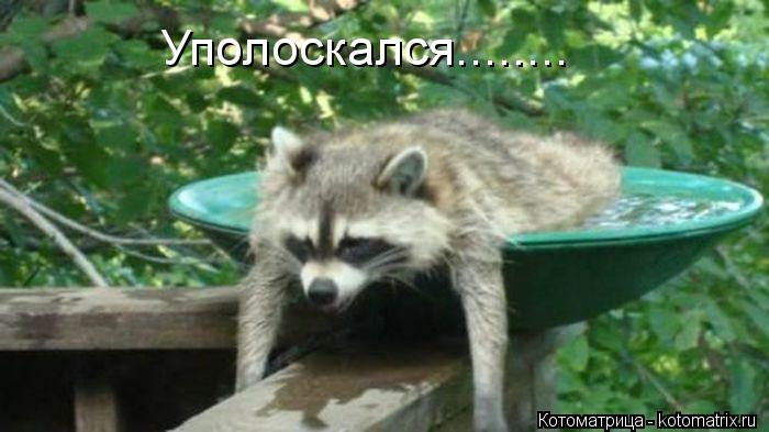 Котоматрица: Уполоскался........