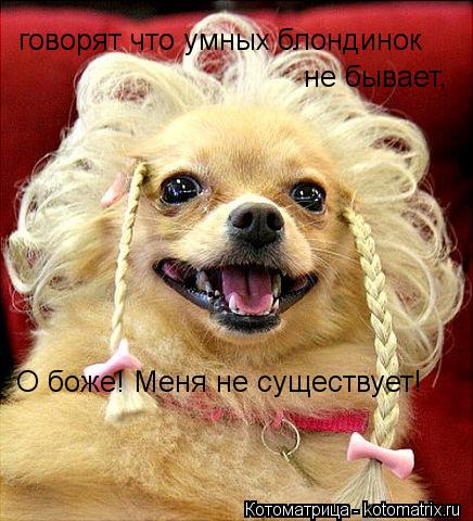говорят что умных блондинок не бывает О боже! Меня не существует! ,... Котоматрица: говорят что умных блондинок не бывает О боже! Меня не существует! ,
