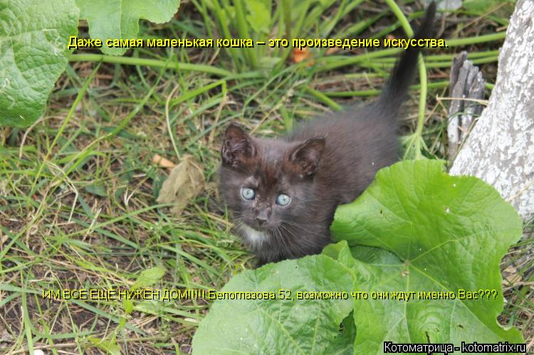 Даже самая маленькая кошка – это произведение искусства. ИМ ВСЕ ЕЩЁ НУЖЕН ДОМ!!!!! Белоглазова 52, во... Котоматрица: Даже самая маленькая кошка – это произведение искусства. ИМ ВСЕ ЕЩЁ НУЖЕН ДОМ!!!!! Белоглазова 52, возможно что они ждут именно Вас???