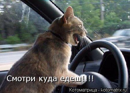 Смотри куда едеш !!!!... Котоматрица: Смотри куда едеш !!!!