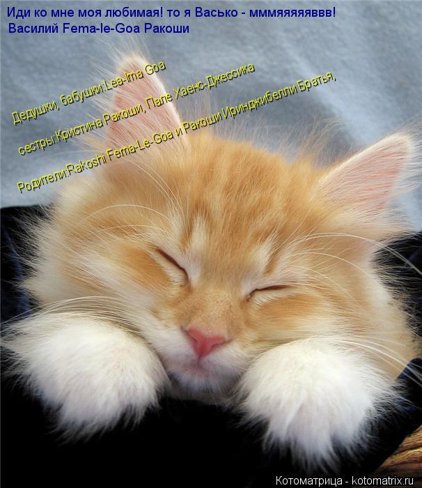 Котоматрица: Иди ко мне моя любимая! то я Васько - мммяяяяяввв! Василий Fema-le-Goa Ракоши Дедушки, бабушки:Lea-Ima Goa  Родители:Rakoshi Fema-Le-Goa и Ракоши Иринджибелли Бр