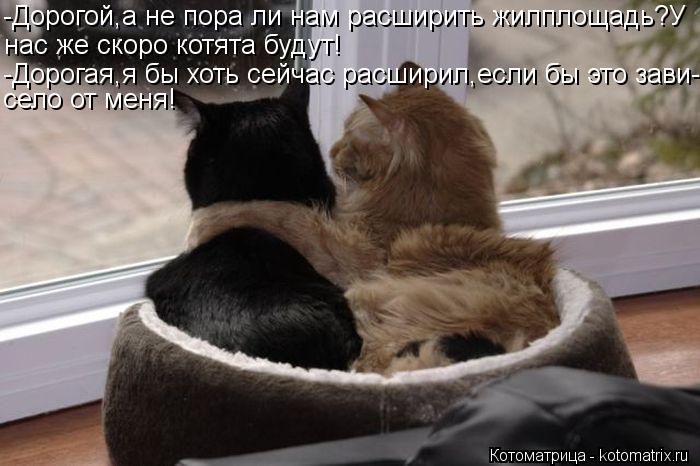 Котоматрица: -Дорогой,а не пора ли нам расширить жилплощадь?У нас же скоро котята будут! -Дорогая,я бы хоть сейчас расширил,если бы это зави- село от меня!