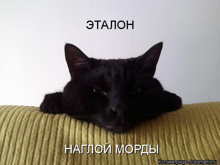 ЭТАЛОН НАГЛОЙ МОРДЫ... Котоматрица: ЭТАЛОН НАГЛОЙ МОРДЫ