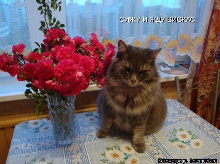 СИЖУ И ЖДУ ВИСКАС.... Котоматрица: СИЖУ И ЖДУ ВИСКАС.