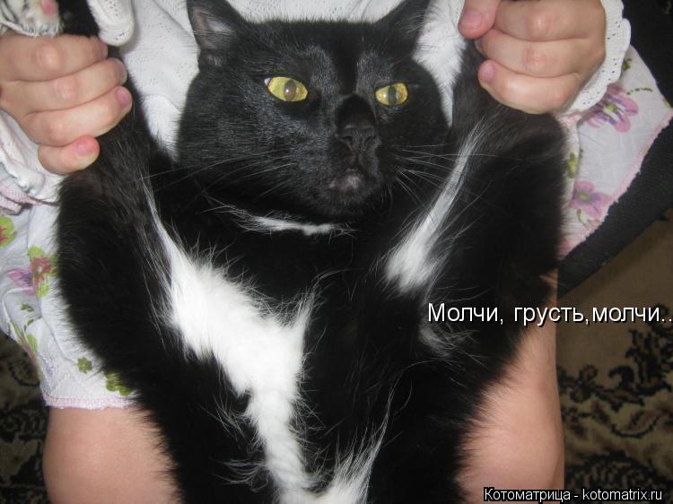 Молчи, грусть,молчи......... Котоматрица: Молчи, грусть,молчи......