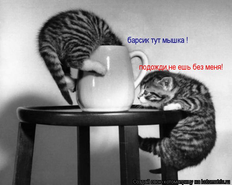 Котоматрица: барсик тут мышка !                                    подожди,не ешь без меня!