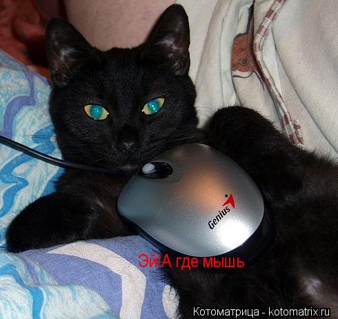 Эй!А где мышь... Котоматрица: Эй!А где мышь