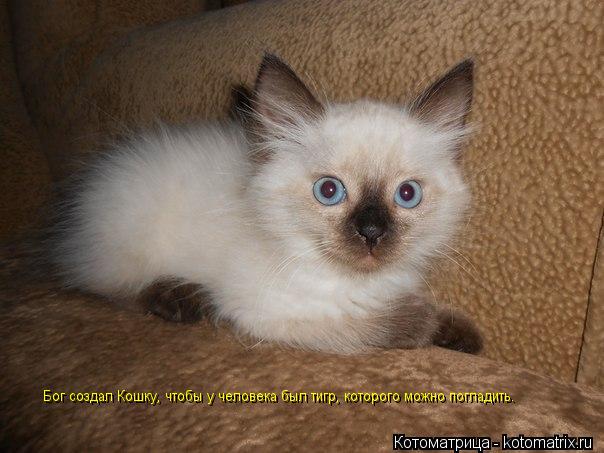 Бог создал Кошку, чтобы у человека был тигр, которого можно погладить. Бог создал Кошку, чтобы у чело... Котоматрица: Бог создал Кошку, чтобы у человека был тигр, которого можно погладить. Бог создал Кошку, чтобы у человека был тигр, которого можно погладить.
