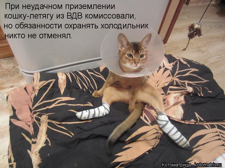 При неудачном приземлении кошку-летягу из ВДВ комиссовали При неудачном приземлении кошку-летягу из... Котоматрица: При неудачном приземлении кошку-летягу из ВДВ комиссовали При неудачном приземлении кошку-летягу из ВДВ комиссовали, но обязанности охр