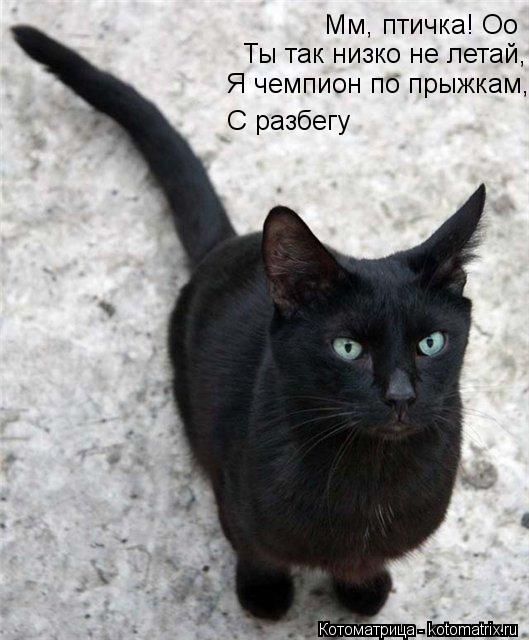 Мм, птичка! Оо Ты так низко не летай, Я чемпион по прыжкам, С разбегу... Котоматрица: Мм, птичка! Оо Ты так низко не летай, Я чемпион по прыжкам, С разбегу