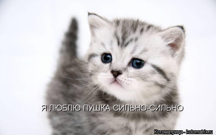 Котоматрица: Я ЛЮБЛЮ ПУШКА СИЛЬНО-СИЛЬНО