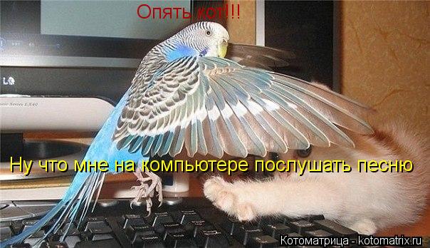 Котоматрица: Опять кот!!! Ну что мне на компьютере послушать песню