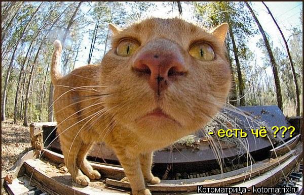 - есть чё ???... Котоматрица: - есть чё ???