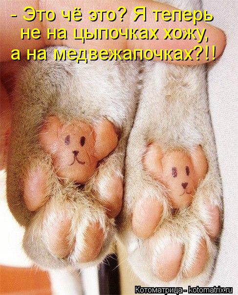 - Это чё это? Я теперь не на цыпочках хожу, а на медвежапочках?!!... Котоматрица: - Это чё это? Я теперь не на цыпочках хожу, а на медвежапочках?!!