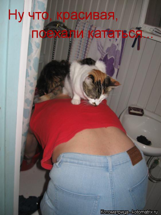 Котоматрица: Ну что, красивая,  поехали кататься...