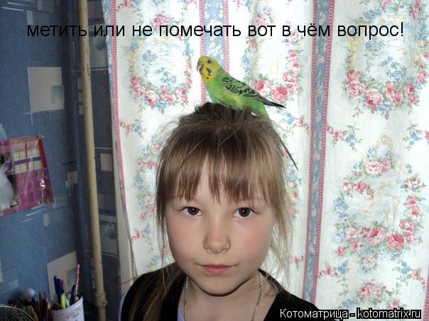 Котоматрица: метить или не помечать вот в чём вопрос!