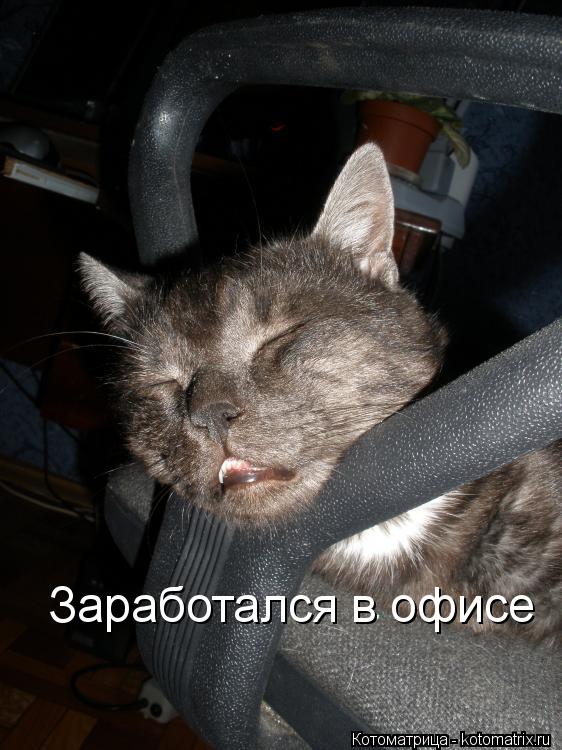Заработался в офисе... Котоматрица: Заработался в офисе