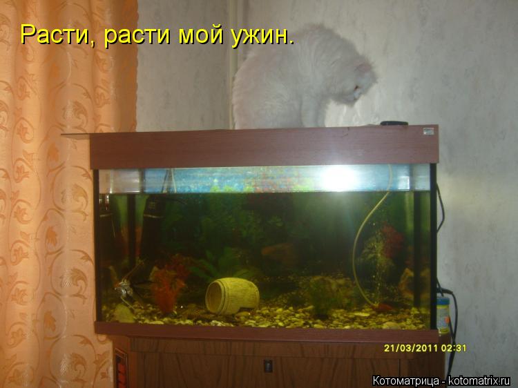 Котоматрица: Расти, расти мой ужин.