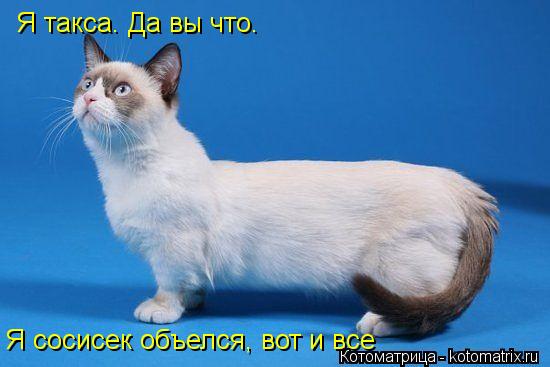 Я такса. Да вы что. Я сосисек объелся, вот и все... Котоматрица: Я такса. Да вы что. Я сосисек объелся, вот и все