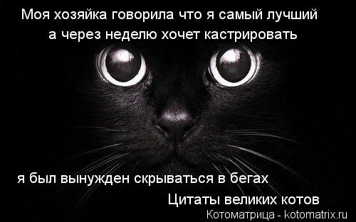 Котоматрица: Моя хозяйка говорила что я самый лучший а через неделю хочет кастрировать   я был вынужден скрываться в бегах Цитаты великих котов