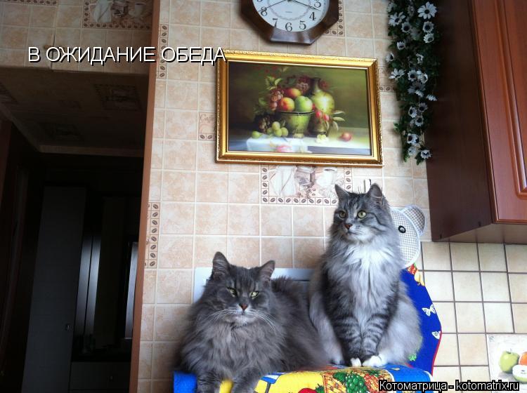 В ОЖИДАНИЕ ОБЕДА... Котоматрица: В ОЖИДАНИЕ ОБЕДА