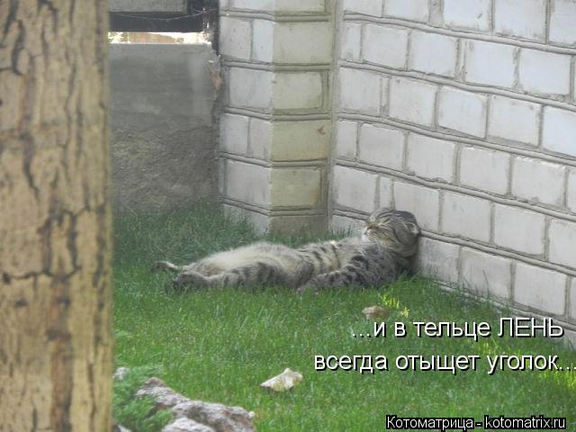 Котоматрица: ...и в тельце ЛЕНЬ всегда отыщет уголок...