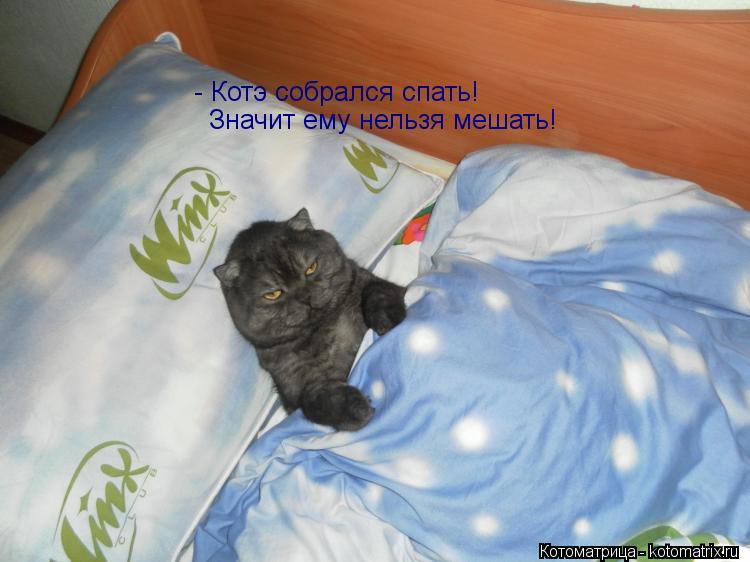 - Котэ собрался спать! Значит ему нельзя мешать!... Котоматрица: - Котэ собрался спать! Значит ему нельзя мешать!