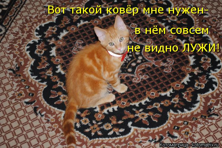 Котоматрица: Вот такой ковёр мне нужен- в нём совсем не видно ЛУЖИ!