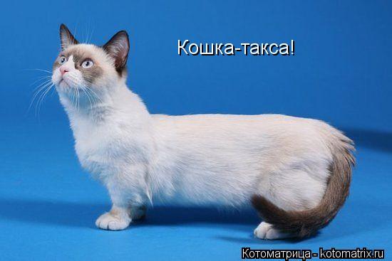 Кошка-такса!... Котоматрица: Кошка-такса!