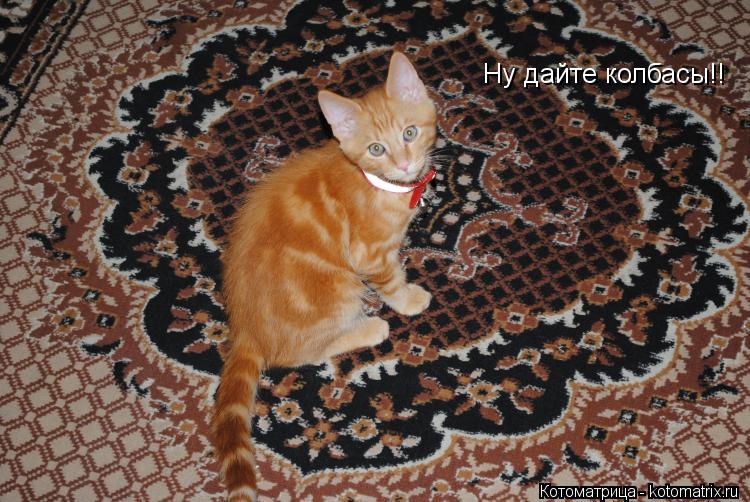 Котоматрица: Ну дайте колбасы!!