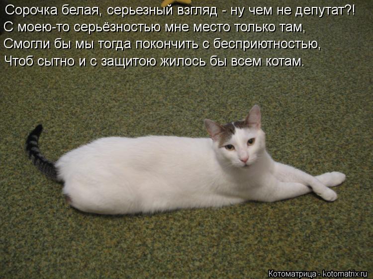 Сорочка белая, серьезный взгляд - ну чем не депутат?! С моею-то серьёзностью мне место только там, См... Котоматрица: Сорочка белая, серьезный взгляд - ну чем не депутат?! С моею-то серьёзностью мне место только там, Смогли бы мы тогда покончить с бесприютнос