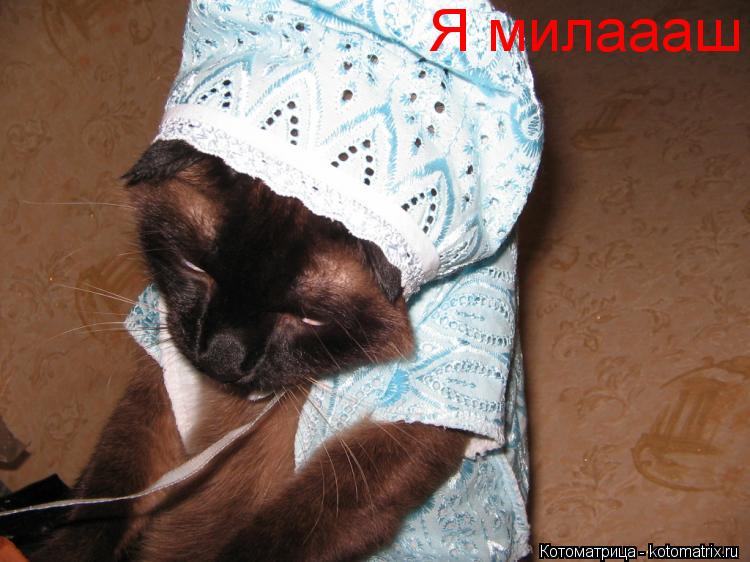 Я милаааш... Котоматрица: Я милаааш