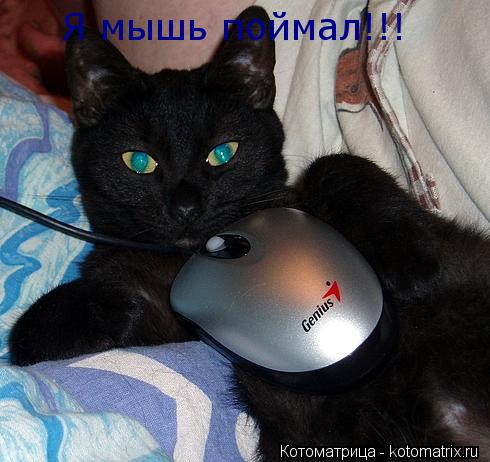 Котоматрица: Я мышь поймал!!!