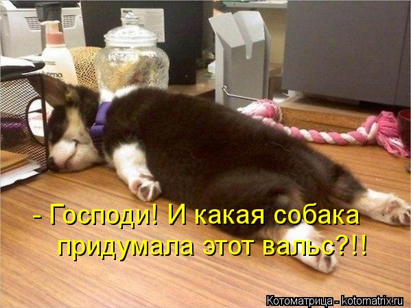- Господи! И какая собака придумала этот вальс?!!... Котоматрица: - Господи! И какая собака придумала этот вальс?!!