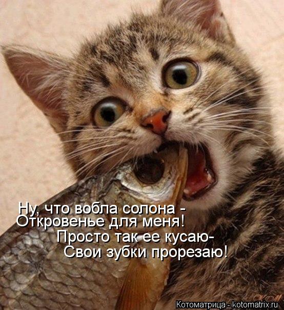 Котоматрица: Ну, что вобла солона - Откровенье для меня! Просто так ее кусаю- Свои зубки прорезаю!