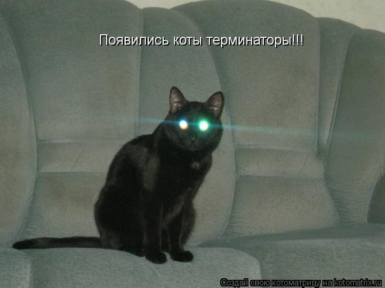 Появились коты терминаторы!!!... Котоматрица: Появились коты терминаторы!!!