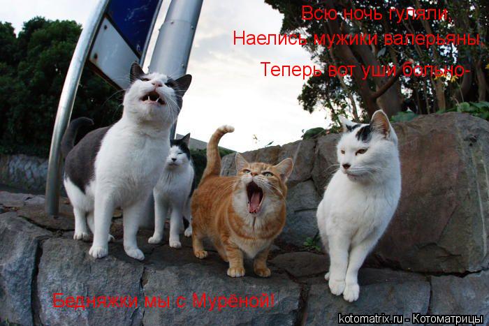 Наелись мужики валерьяны, Теперь вот уши больно- Бедняжки мы с Мурёной! Всю ночь гуляли,... Котоматрица: Наелись мужики валерьяны, Теперь вот уши больно- Бедняжки мы с Мурёной! Всю ночь гуляли,