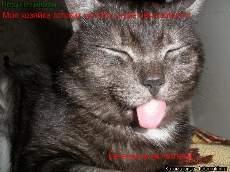 Котоматрица: Чёстно говоря... Моя хозяйка готовит котлеты, хуже чем хозяин! † Бе-е-е-е а не котлеты.