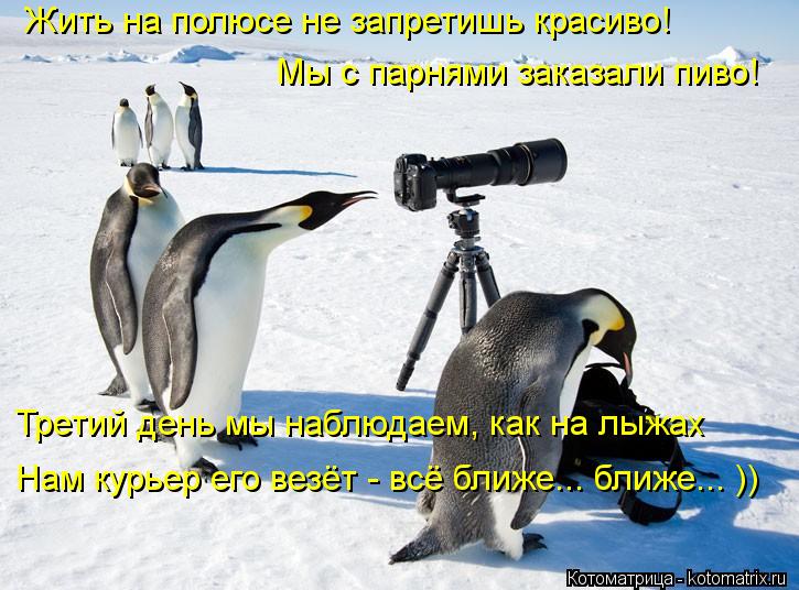 Жить на полюсе не запретишь красиво! Мы с парнями заказали пиво! Третий день мы наблюдаем, как на лыж... Котоматрица: Жить на полюсе не запретишь красиво! Мы с парнями заказали пиво! Третий день мы наблюдаем, как на лыжах Нам курьер его везёт - всё ближе... бли