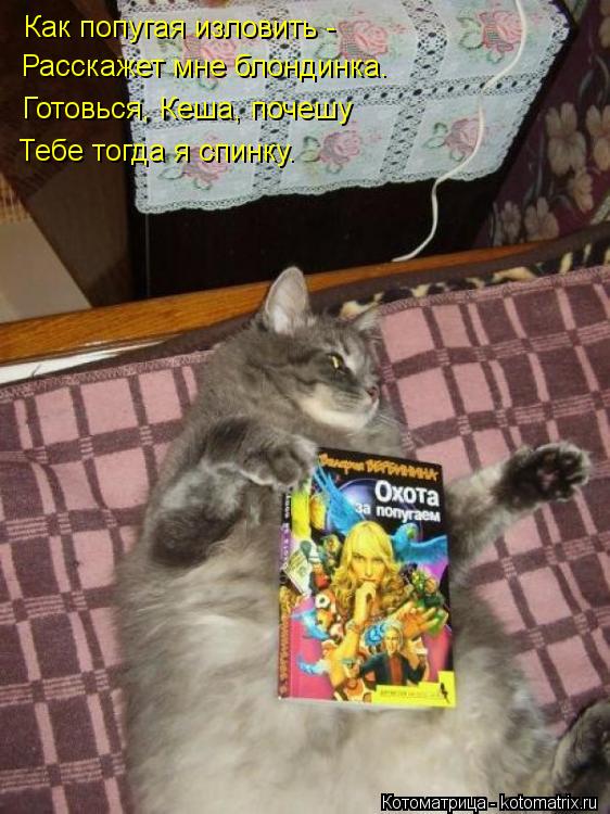 Котоматрица: Как попугая изловить -  Расскажет мне блондинка. Готовься, Кеша, почешу Тебе тогда я спинку.
