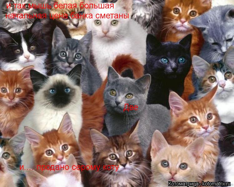 Две и так мышь белая большая начальная цена банка сметаны и.... продано серому коту... Котоматрица: Две и так мышь белая большая начальная цена банка сметаны и.... продано серому коту