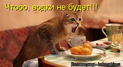 Чтооо, водки не будет!!!... Котоматрица: Чтооо, водки не будет!!!