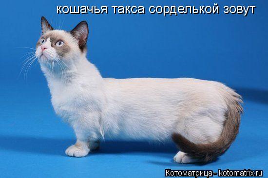 Котоматрица: кошачья такса сорделькой зовут