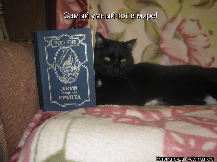 Самый умный кот в мире!... Котоматрица: Самый умный кот в мире!