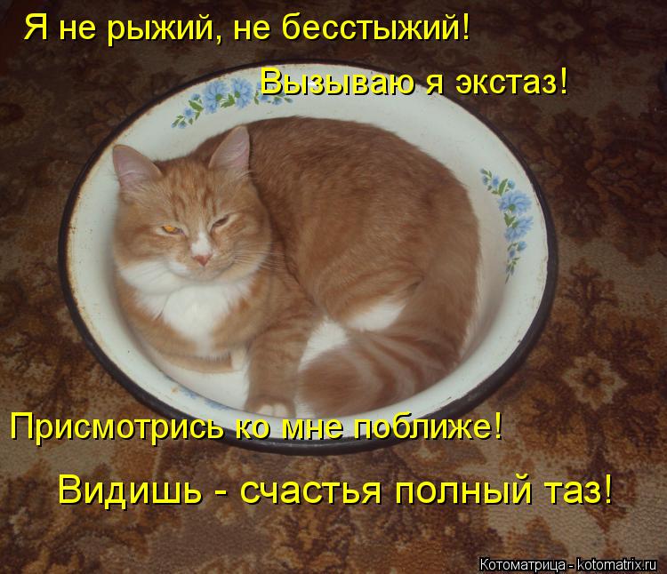 Котоматрица: Я не рыжий, не бесстыжий!  Вызываю я экстаз!  Присмотрись ко мне поближе!  Видишь - счастья полный таз!