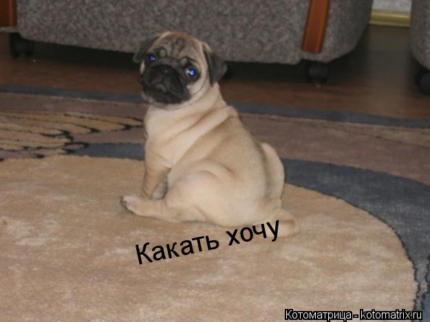 Какать хочу... Котоматрица: Какать хочу
