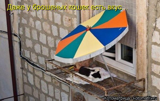 Котоматрица: Даже у брошеных кошек есть вкус...