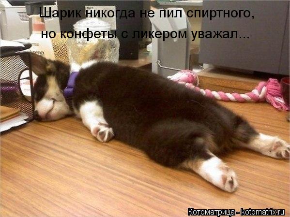 Шарик никогда не пил спиртного, но конфеты с ликером уважал...... Котоматрица: Шарик никогда не пил спиртного, но конфеты с ликером уважал...